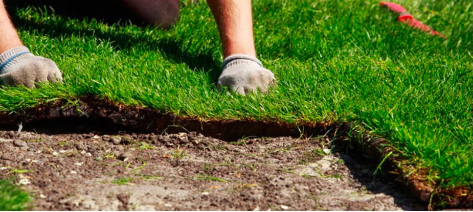 Professional sod installation